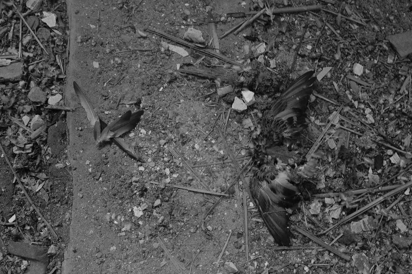 Dead dove inside Pilica Cultural Centre.